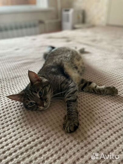 Кошка девочка