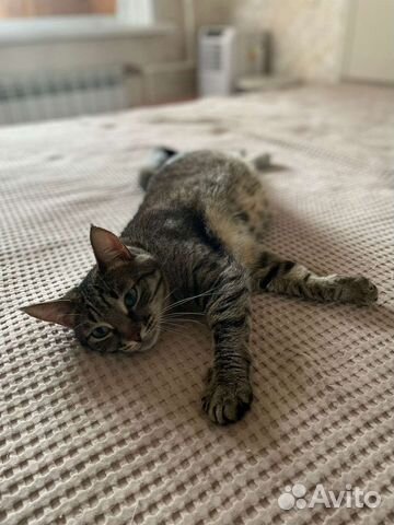 Кошка девочка