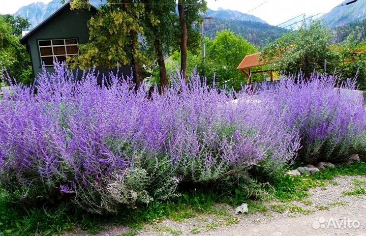 Перовския лебедолистная Литл спире саженцы