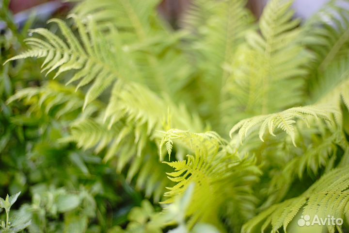 Папоротник