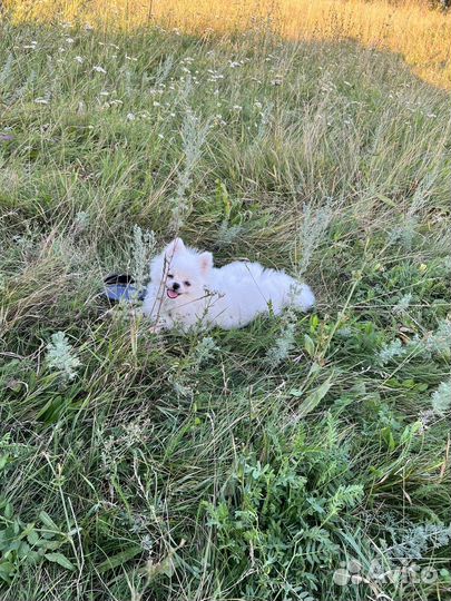 Шпиц для фотосессии