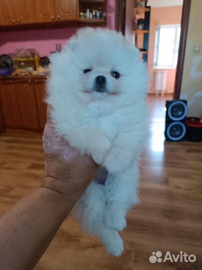 Померанский шпиц мини