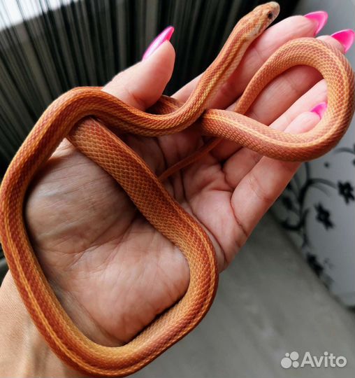 Змеи маисовые полозы