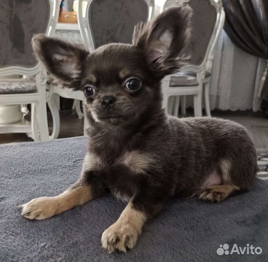 Щенки чихуахуа мальчик