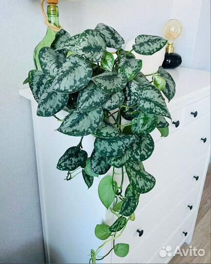 Scindapsus Pictus Treubii (Exotica) Экзотика