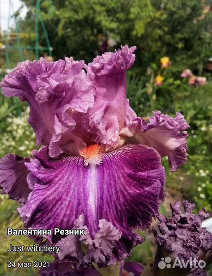 Лилейники и ирисы сортовые