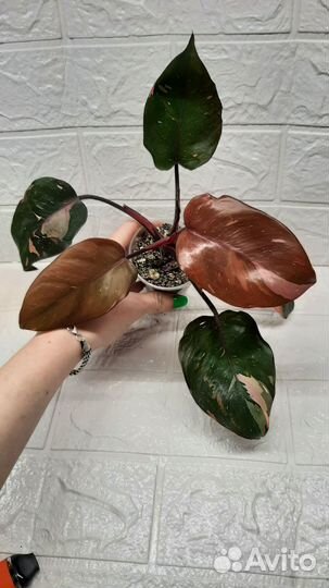Филодендрон