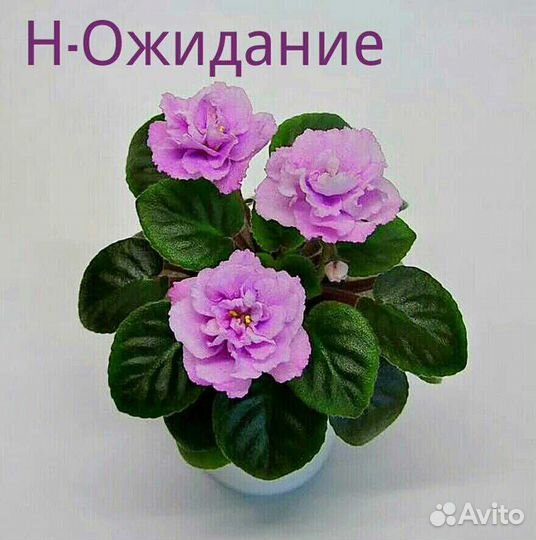 Мини фиалки сортовые