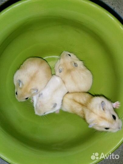 Разноцветные, джунгарские хомячки (мандарин, жемчу