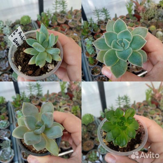 Суккуленты эхеверия крассула седум
