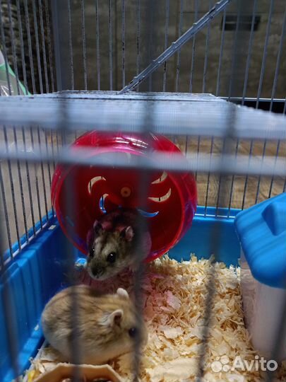 Клетка с хомяками
