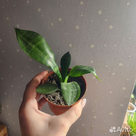 Комнатные цветы