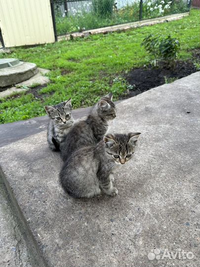 Котята бесплатно