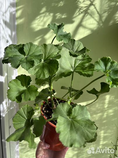 Сортовая герань в горшке