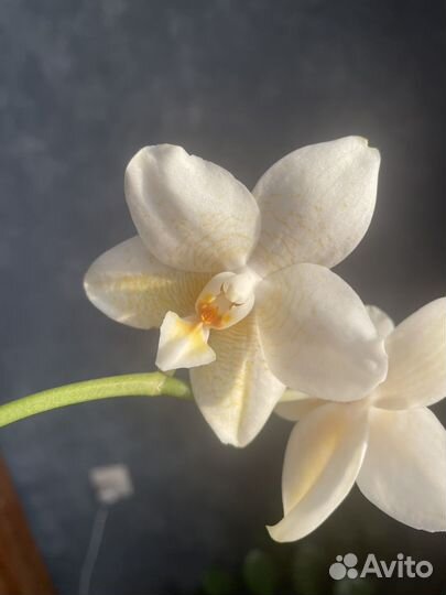 Орхидея цветет