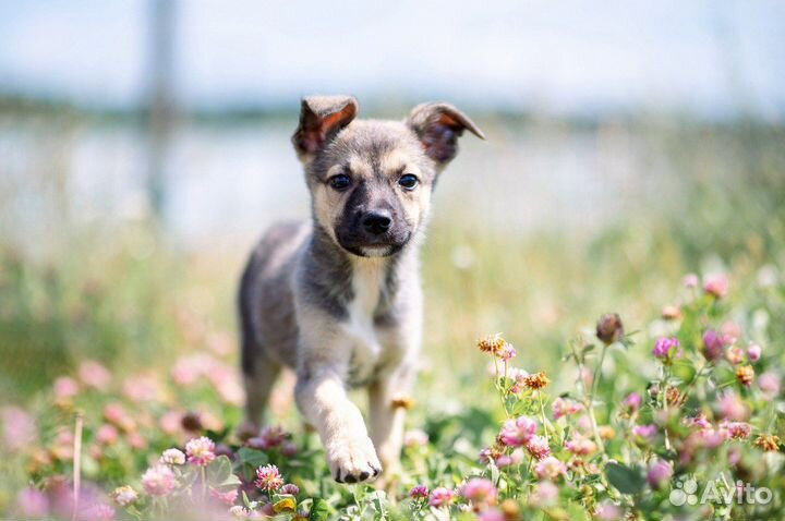 Щенок Бетти ищет дом