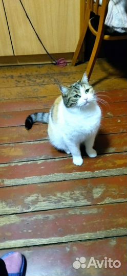 Кошка в дар бесплатно