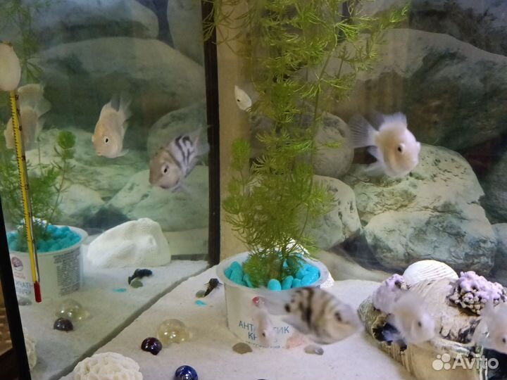 Аквариумные рыбки