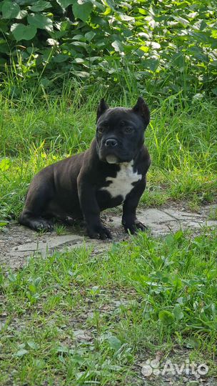 Американские булли щенки мальчики