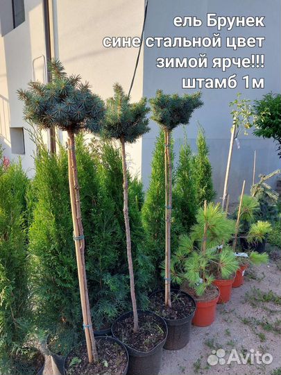 Ели и Кипарисовики