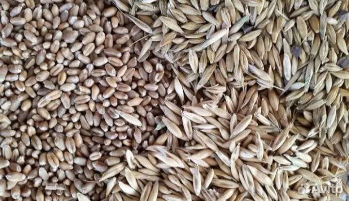 Зерно пшеница, ячмень, овёс