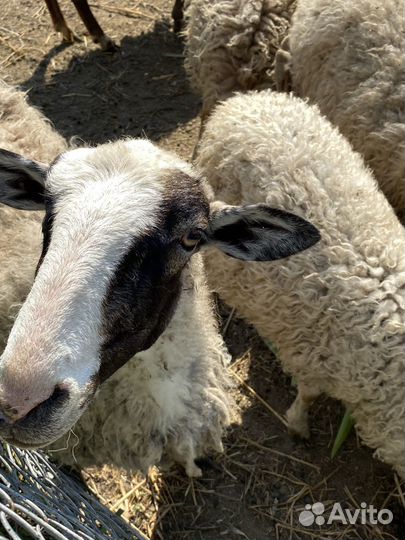 Овцы бараны ягнята
