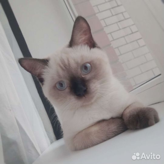 Британские девочки