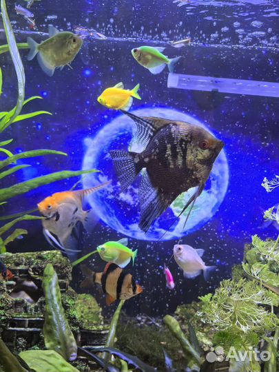 Скалярии кои, платиновые