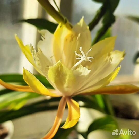 Эпифиллум, бегония, аглаонема, фикус, адениум