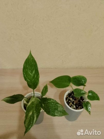 Спацифилум