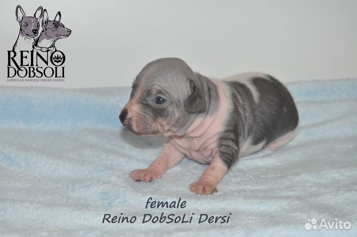 Щенки Американского голого терьера