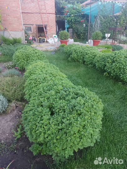 Хризантема мультифлора