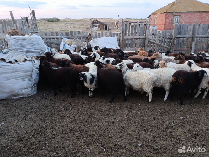 Овцы, бараны, ягнята