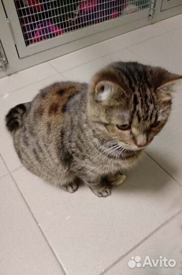 Сказка мечтает о доме