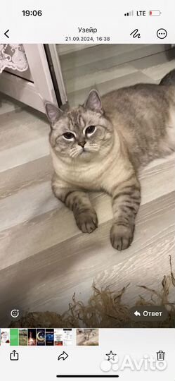 Шотландская кошка