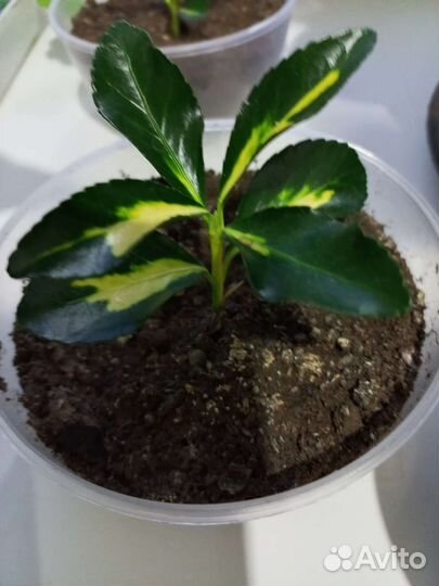 Бересклет японский вариегатный. Экстазе