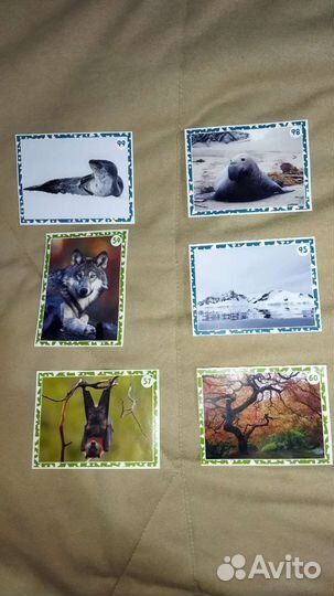 Наклейки Живая планета пуд