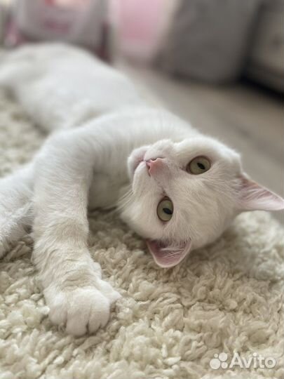 Котик в добрые руки