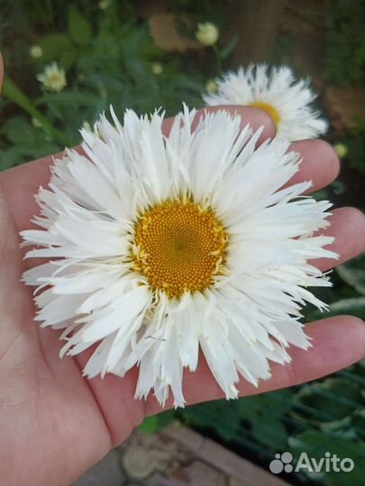 Цветы многолетники