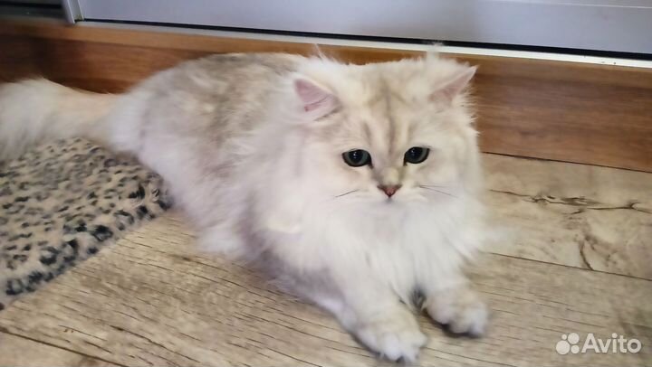 Британская Длинношерстная серебряная шиншилла