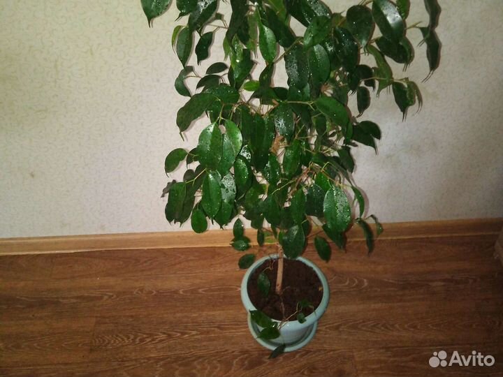 Фикус бенджамина большой, растение
