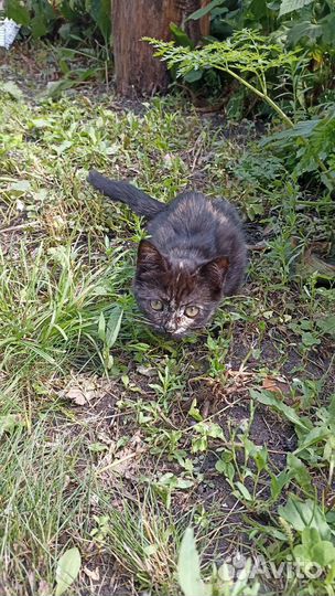 Котята в дар