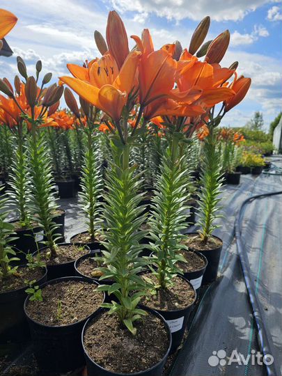 Саженцы лилии