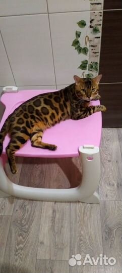 Бенгальский кот вязка