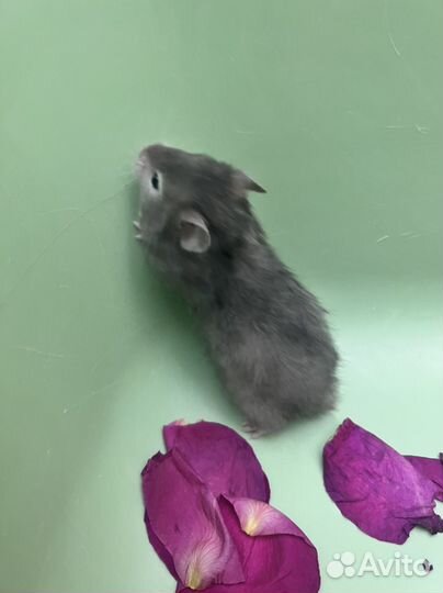 Сирийский хомяк