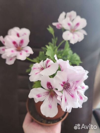 Пеларгония герань