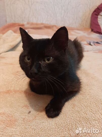 Кот в добрые руки