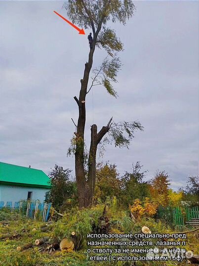 Вырубка,обрезка,спил деревьев