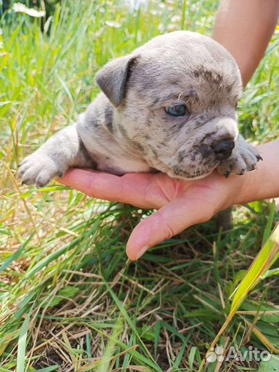 Американский Булли Щенки