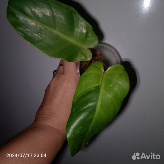 Филодендрон Ред мун